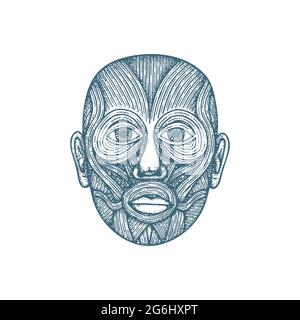 Kopf Muskelsystem Anatomie handgezeichnete Vektor-Illustration. Menschliche Gesichtsmuskeln vintage Gravur Stil Zeichnung. Medizinisches Poster. Teil des Sets. Stock Vektor