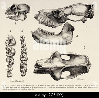 Megaladapis edwardsi, riesiger Lemur. Der Schädel des Riesenmaki war ungefähr gorilla-groß und lebte wie vor 2,000 Jahren. Die Probe stammt aus dem Quartär. Madagaskar, Afrika. Alte, gravierte Illustration aus dem 19. Jahrhundert von La Nature 1893 Stockfoto