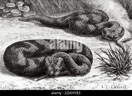 Die afrikanische Puffadder (Bitis arietans) ist eine giftige Viper-Art, die in Savannen und Graslandschaften aus Marokko und Westarabien in ganz Afrika vorkommt. Alte, gravierte Illustration aus dem 19. Jahrhundert von La Nature 1888 Stockfoto