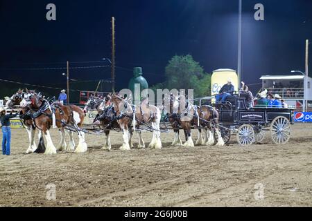 Prescott Frontier Days 2021 Stockfoto