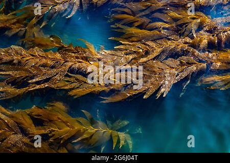 Kelp-Bett schwimmt auf der Oberfläche des Pazifischen Ozeans in der Nähe des Piers Stockfoto