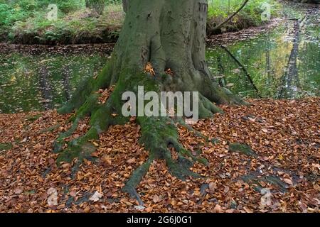 Fuß des Buchenbaums (Fagus sylvatica) mit Wurzeln und gefallenen Blättern auf dem Boden am Rande eines Grabens in einem Wald Stockfoto