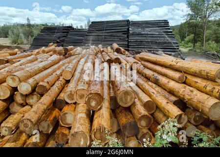 Geerntete und geschälte Weißtanne „Abies concolor“-Baumstämme, die Holz bewässern/behandeln, um es in der Holzmühle vor Insekten und Pilzen zu bewahren. Stockfoto