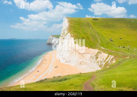 An einem sonnigen Sommertag in Dorset, England, Großbritannien, landschaftlich reizvolle Küstenlandschaft mit Farmland und weißen Kreidefelsen entlang der Jurassic Coast. Stockfoto