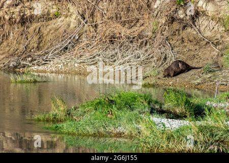Nationalpark Donau-Auen, Donau-Auen Nationalpark: Eurasischer Biber oder Europäischer Biber (Castor-Faser) zu Fuß in den Ochsenbuchsee in Donau, Niederösterreich Stockfoto