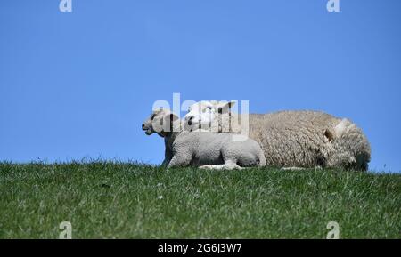 Schafe Auf Dem Deich Stockfoto