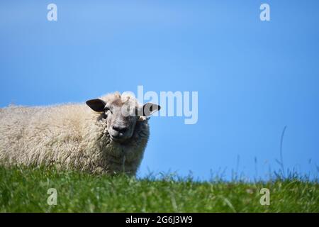 Schafe Auf Dem Deich Stockfoto