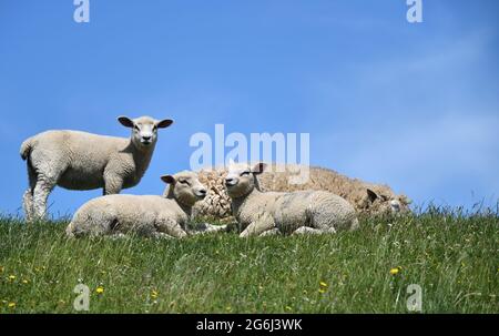 Schafe Auf Dem Deich Stockfoto