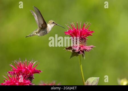 Rubinkehlige Kolibri auf Bienenbalsam Stockfoto