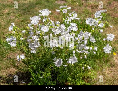 Malva moschata forma alba weißer Moschus Malve Blüten Stockfoto