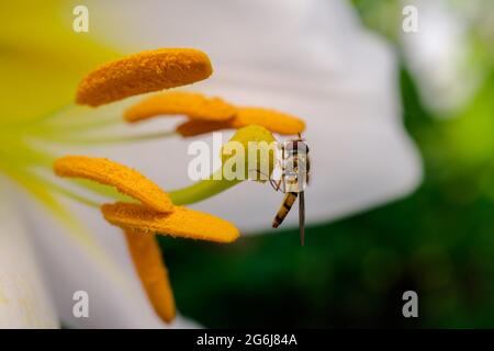 Insekt bestäubt den Stempel einer Lilienblume, Nahaufnahme Stockfoto