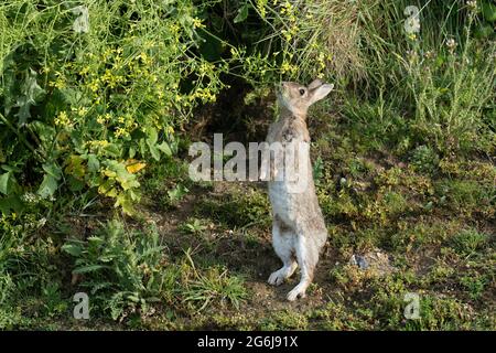 Kaninchen-Oryctolagus Cuniculus ernährt sich von wildem Rettich-Raphanus raphanistrum. Stockfoto