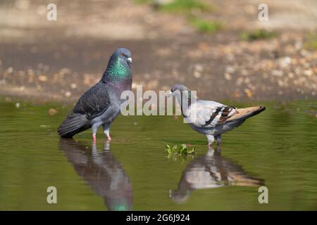 Männliche und weibliche Feral-Tauben-Columba livia domestica zeigen die Balz. Stockfoto