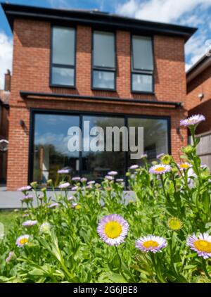 Vorstadtgarten in Pinner, Middlesex, Großbritannien, mit neuem Anbau aus rotem Backstein und drei hohen Fenstern dahinter. Steingarten mit mexikanischen Gänseblümchen im Vordergrund. Stockfoto