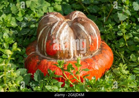 Turban Squash, Turk Turban, französischer Turban auf der Leiter. Bunte Kürbisse. Stockfoto