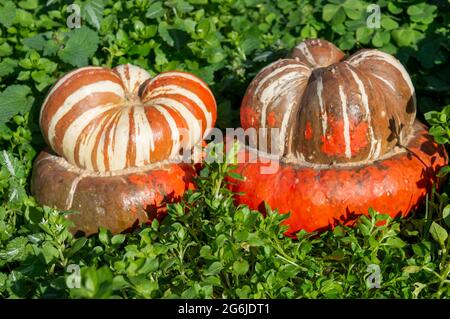 Zwei Turban-Squash, zwei Turk-Turban, zwei französische Turban in natürlicher Umgebung. Auch bekannt als Girauvon Turban oder Cucurbita maxima Stockfoto