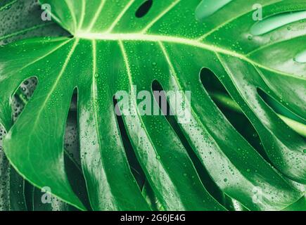 Große grüne Monstera-Blätter auf grünem Hintergrund. Tropisches Palmenblatt aus der Nähe mit Wassertropfen. Sommer-Vorlage, flach liegend. Stockfoto