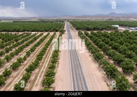 Rincon, New Mexico - Wasserhungrige Pekannüsse wachsen inmitten eines schweren Dought in der Wüste von New Mexico. Die ausgedehnten Pekannüsse um Las C Stockfoto