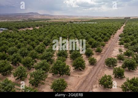 Rincon, New Mexico - Wasserhungrige Pekannüsse wachsen inmitten eines schweren Dought in der Wüste von New Mexico. Die ausgedehnten Pekannüsse um Las C Stockfoto