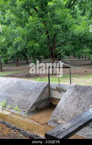 Las Cruces, New Mexico - Wasserhungrige Pekannüsse, die inmitten eines schweren Dought in der Wüste von New Mexico wachsen. Die ausgedehnten Pekannüsse um L Stockfoto