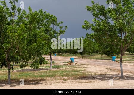 Rincon, New Mexico - Wasserhungrige Pekannüsse wachsen inmitten eines schweren Dought in der Wüste von New Mexico. Die ausgedehnten Pekannüsse um Las C Stockfoto