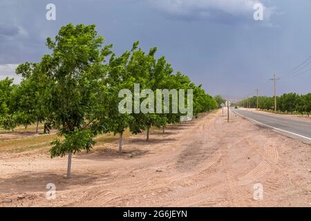 Rincon, New Mexico - Wasserhungrige Pekannüsse wachsen inmitten eines schweren Dought in der Wüste von New Mexico. Die ausgedehnten Pekannüsse um Las C Stockfoto