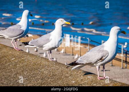 Drei Möwen, die zusammen auf einer Meeresmauer stehen und die Meereswellen bei strahlendem Sonnenschein beobachten, aufgenommen in Dymchurch Kent England, Großbritannien, 3rd. Juli 2021 Stockfoto