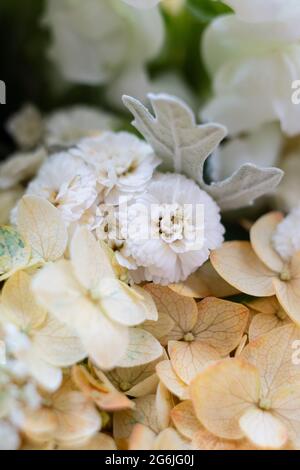 Beige und weiße Hortensien Blumen Makroaufnahme Stockfoto