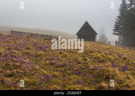 Chocholowska Tal an einem nebligen Frühlingstag. Eine Lichtung mit Schäferhütten und Hütten. Tatra, Polen. Stockfoto