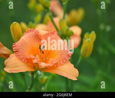Schöne orange, pfirsichfarbene Taglilie (Hemerocallis) mit schönem Bokeh Hintergrund von anderen blühenden Lilien und ungeöffneten Knospen. Stockfoto