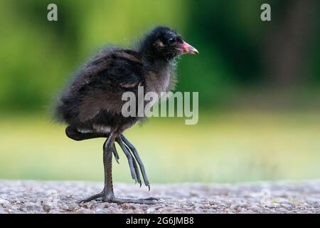 Moorhen-Küken (Gallinula Chloropus) laufen vor einem verschwommenen grünen Hintergrund oder Bokeh Stockfoto