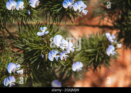 Blaue immergrüne Knospen auf braunem Hintergrund Stockfoto