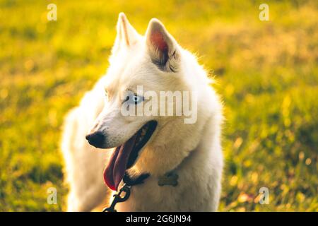 Ein sibirischer Husky Hund bei Sonnenuntergang. Stockfoto