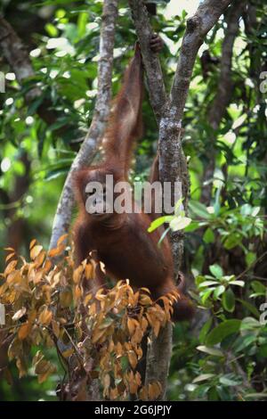 Junger Orang-Utan im Rasa Ria Nature Reserve, Kota Kinabalu, Sabah, Malaysia. Stockfoto