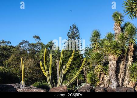 Joshua-Bäume und Kakteen und andere semi-tropische Pflanzen im botanischen Garten mit großen Felsbrocken vor dem Himmel unter klarem blauen Himmel mit Vogel. Stockfoto