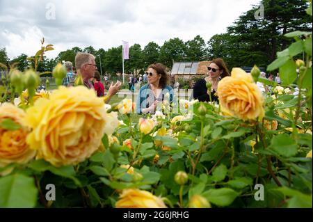 East Molesey, Surrey, Großbritannien. Juli 2021. Der David Austin Rainbow of Roses Garten. Quelle: Maureen McLean/Alamy Stockfoto