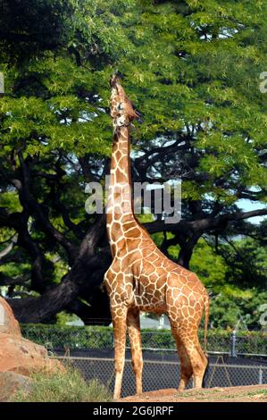 Giraffe greift nach einem appetitlichen Zweig im Honolulu Zoo in Hawaii. Giraffe lange Zunge und verlängerten Hals erreicht Ziel. Stockfoto