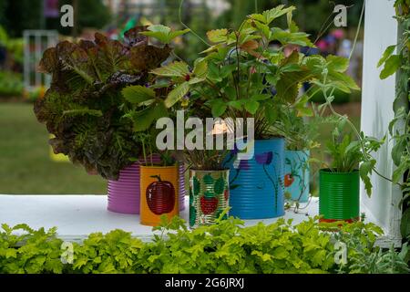 East Molesey, Surrey, Großbritannien. Juli 2021. Alte Dosen gemalt und als Pflanzgefäße verwendet. Quelle: Maureen McLean/Alamy Stockfoto