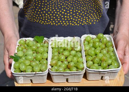 Frau hält ein Holztablett mit frisch gepflückten hausgemachten Bio-Stachelbeeren in recycelten, biologisch abbaubaren Körbchen Stockfoto