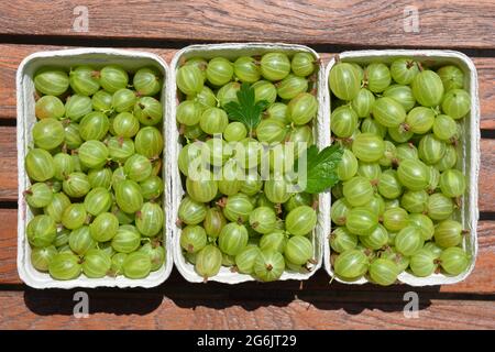 Drei Punnets frisch gepflückter Bio-Stachelbeeren, auch bekannt als Ribes uva-Crispa Stockfoto