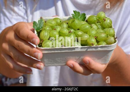 Junge Frau mit einem Punnet frisch gepflückter organischer Stachelbeeren in einer recycelten, biologisch abbaubaren Punnet-Ansicht in der Mitte Stockfoto