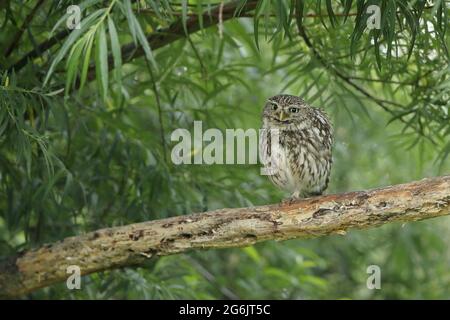 Die kleine Eule, auch als Eule der Athene oder Eule der Minerva bekannt, ist ein Vogel, der einen Großteil der gemäßigten und wärmeren Teile Europas bewohnt. Stockfoto