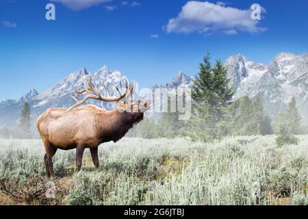 Bullenelche buckelt während der Paarungssaison auf dem Sageburst-Feld mit dem South Teton Peak im Hintergrund im Grand Teton National Park Wyoming Stockfoto