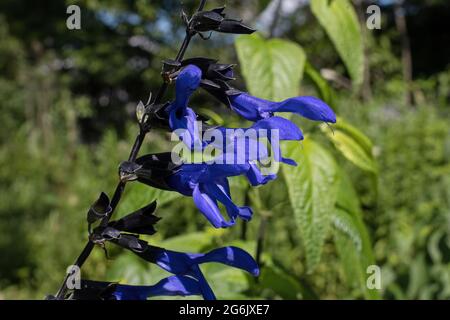 Schwarze und blaue Salvia oder blaue Anissalbei blühen im frühen Morgenlicht. Eine große holzige Staude, deren Blüten lebhaft kobaltblau sind. Stockfoto