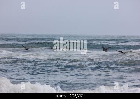 Pelicaner fliegen direkt über die raue Brandung Stockfoto