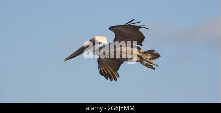 Brauner Pelikan Pelecanus occidentalis im Flug, Galapagos, Ecuador Stockfoto