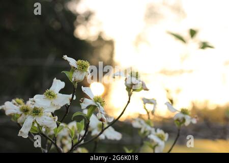 Dogwood blüht im Frühling Stockfoto