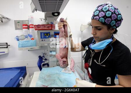 Maracaibo- Venezuela-19-06-2015- Maternitty Castillo Plaza in Venezuela. Die Geburt eines Jungen durch ein Neugeborenes wird überprüft. © JOSE ISAAC BULA URRUTIA Stockfoto