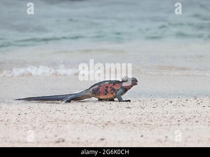 Marine Iguana (Amblyrhynchus cristatus) am Strand Stockfoto