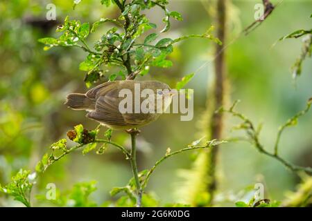 Grüner Warbler-Finch (Certhidea olivacea) Stockfoto